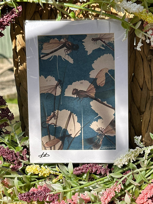 Original Cyanotype Illustrated Paper