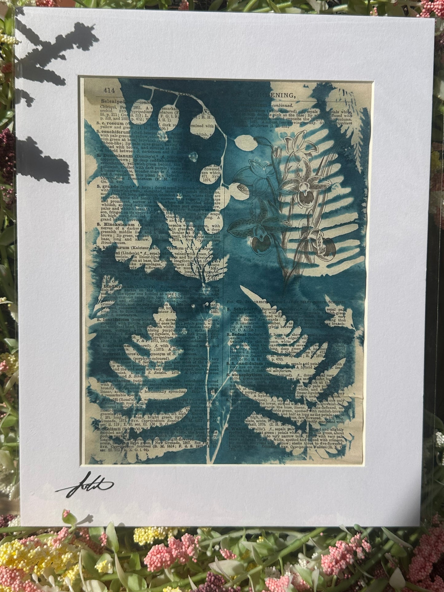 Original Cyanotype Illustrated Paper