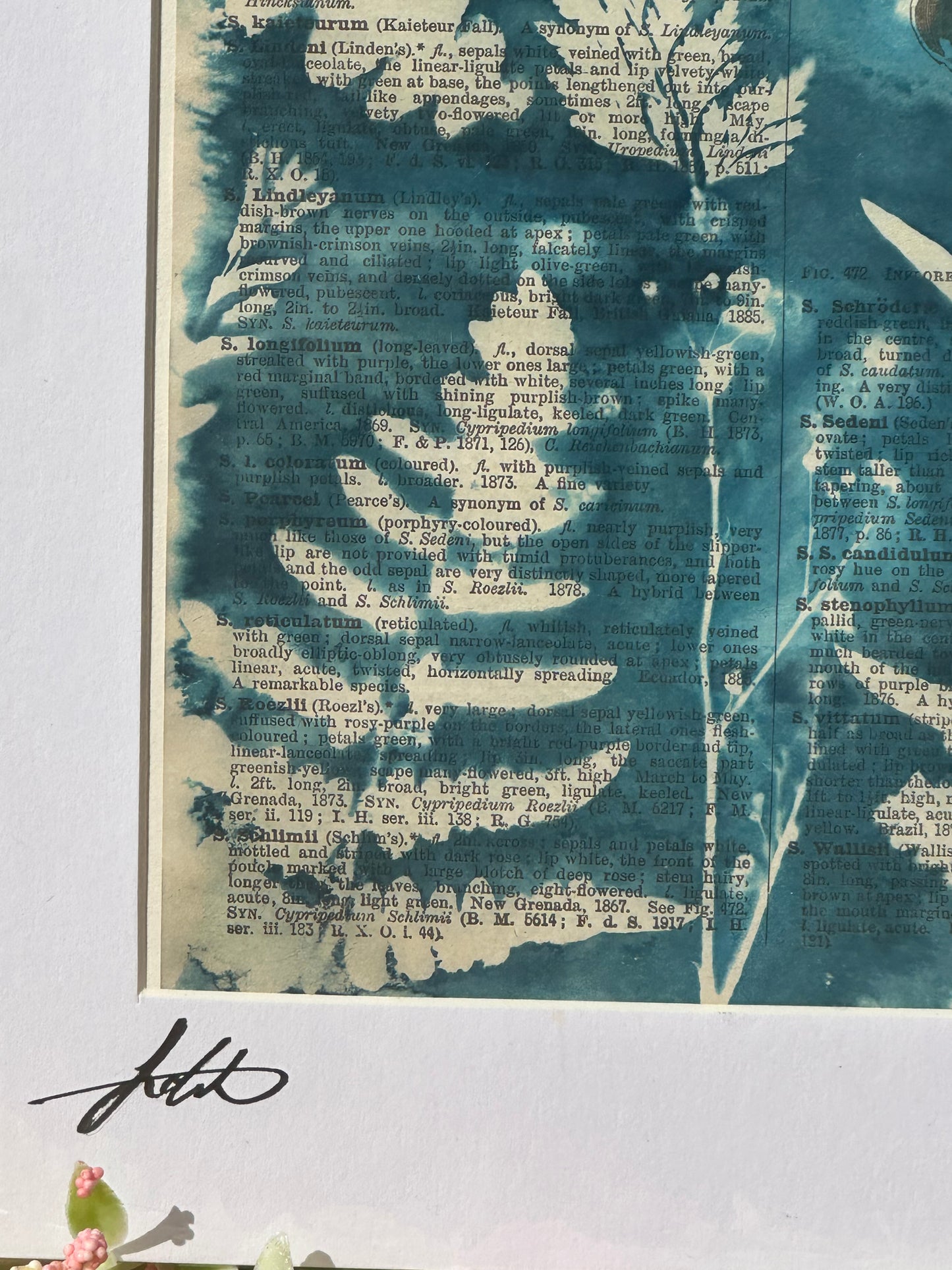 Original Cyanotype Illustrated Paper