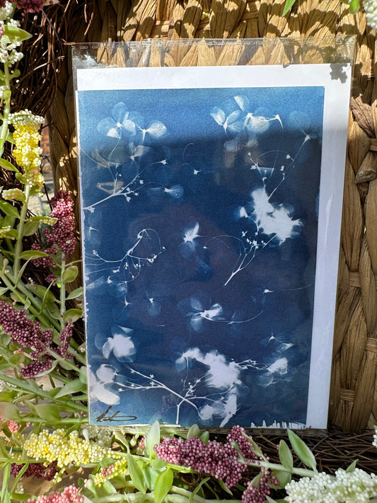 Full Cyanotype Print Cards – Botanical Originals